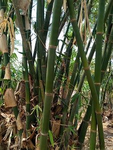 Detail Gambar Tanaman Bambu Nomer 9