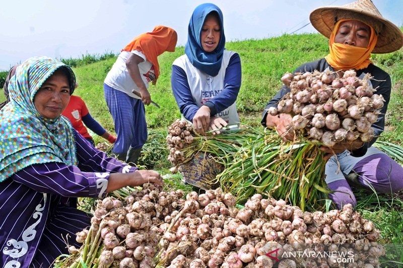 Detail Gambar Tanaman Bawang Nomer 41