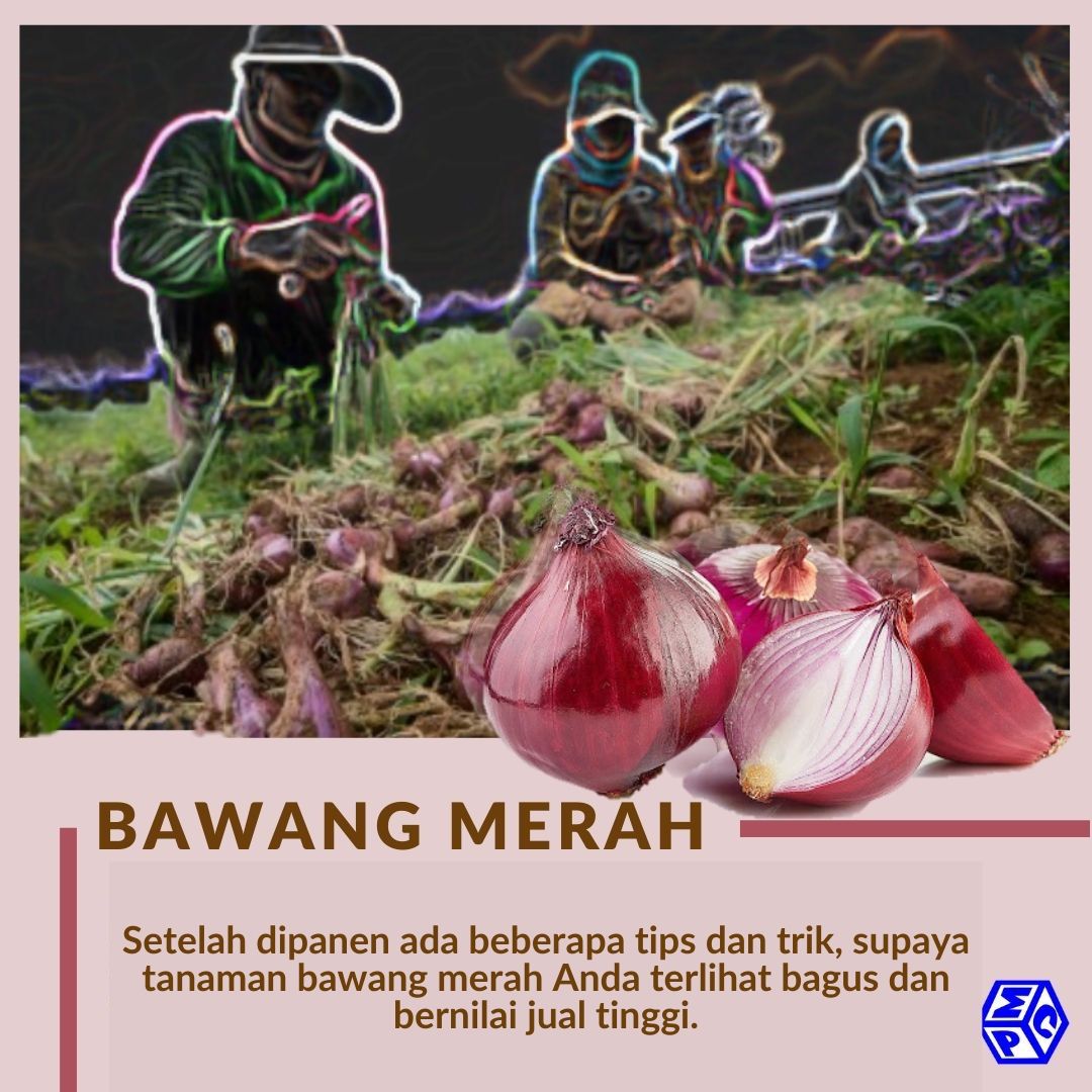 Detail Gambar Tanaman Bawang Merah Nomer 27