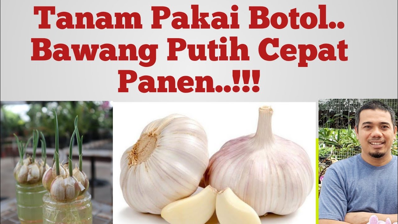 Detail Gambar Tanaman Bawang Putih Nomer 33