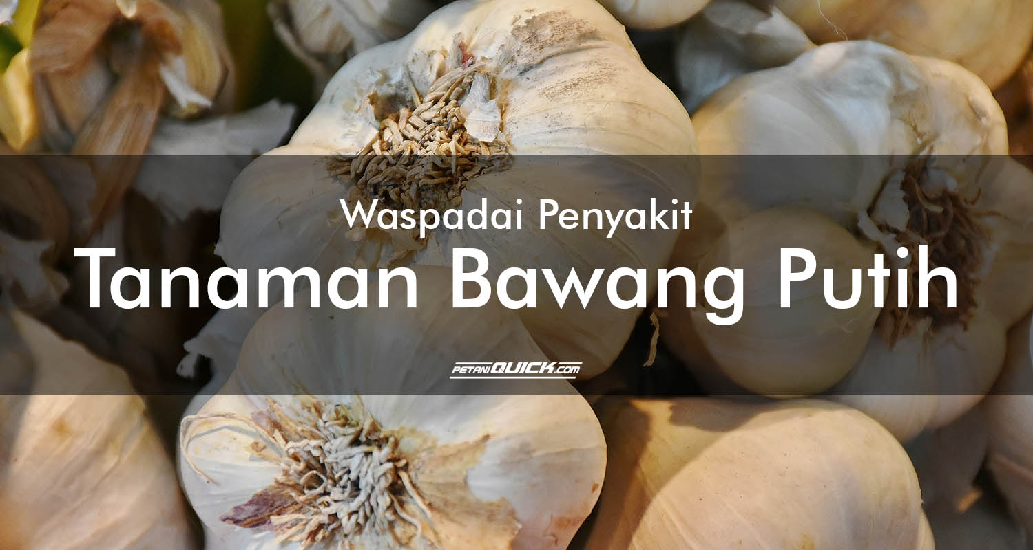 Detail Gambar Tanaman Bawang Putih Nomer 40