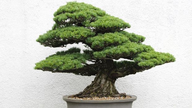 Detail Gambar Tanaman Bonsai Nomer 24