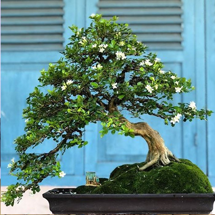 Detail Gambar Tanaman Bonsai Nomer 37