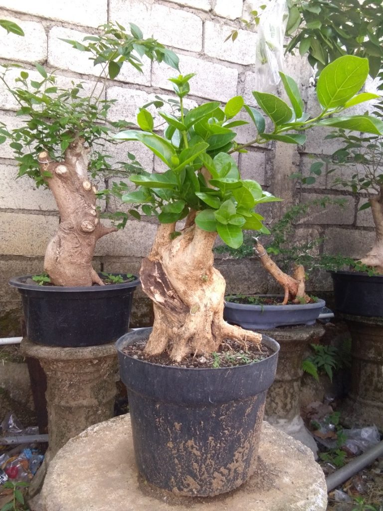 Detail Gambar Tanaman Bonsai Nomer 48