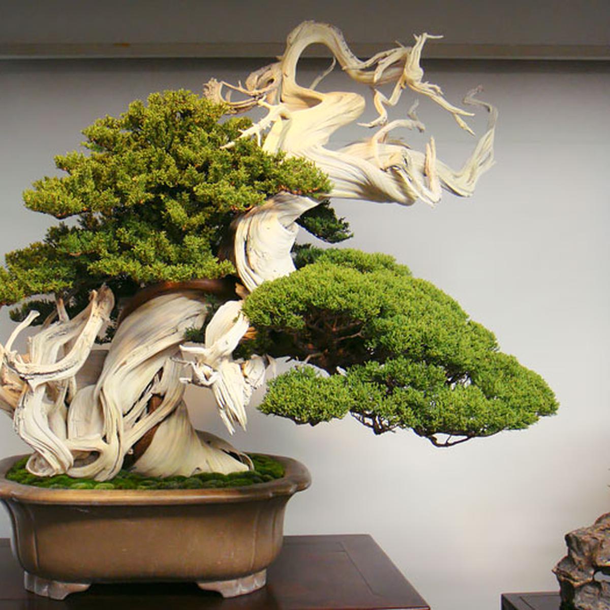 Detail Gambar Tanaman Bonsai Nomer 50