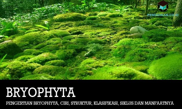 Detail Gambar Tanaman Bryophyta Nomer 14