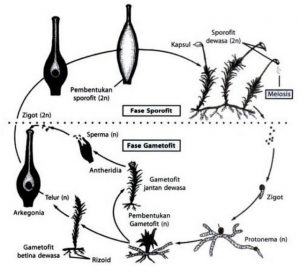 Detail Gambar Tanaman Bryophyta Nomer 43