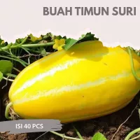 Detail Gambar Tanaman Buah Beluka Batu Nomer 22