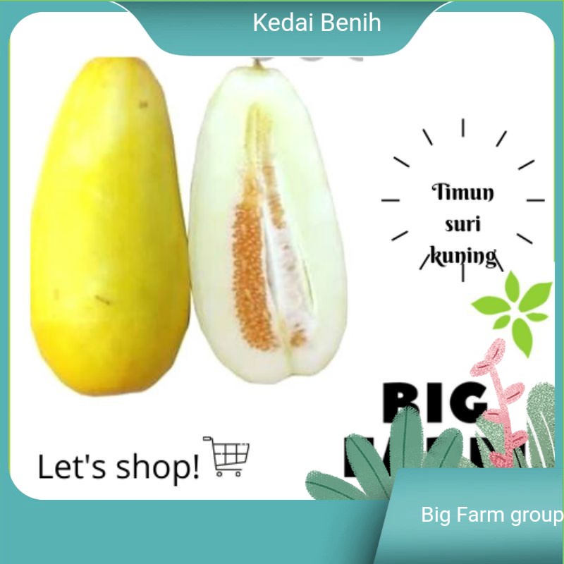 Detail Gambar Tanaman Buah Beluka Batu Nomer 28