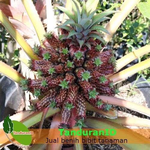 Detail Gambar Tanaman Buah Nanas Nomer 22