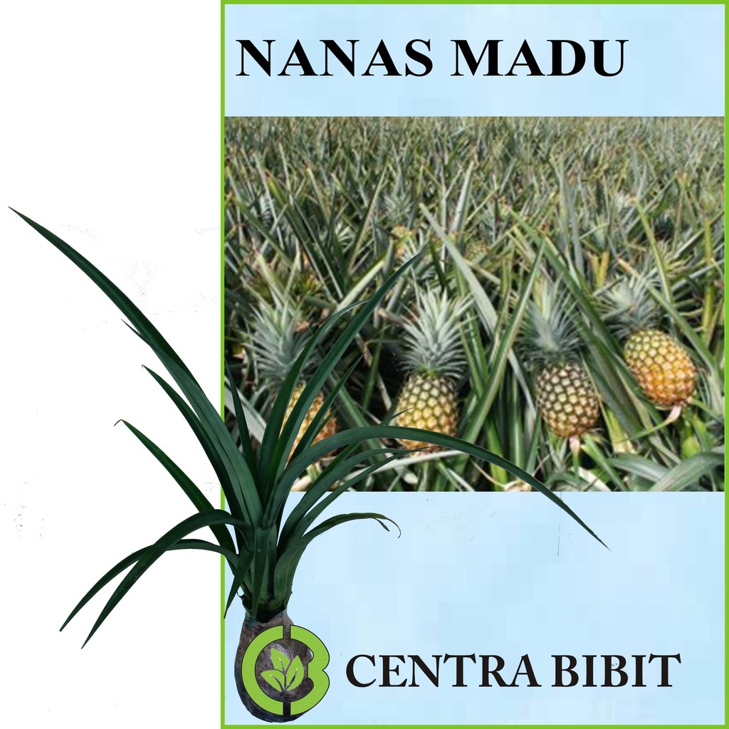 Detail Gambar Tanaman Buah Nanas Nomer 40