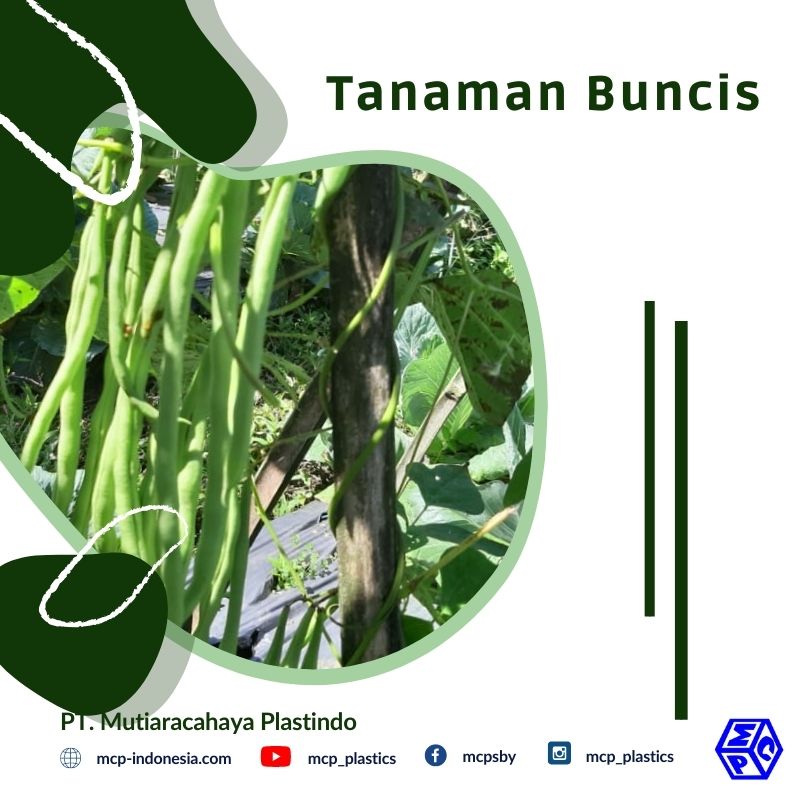 Detail Gambar Tanaman Buncis Nomer 26