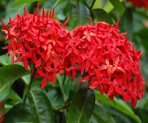 Gambar Tanaman Bunga Asoka - KibrisPDR