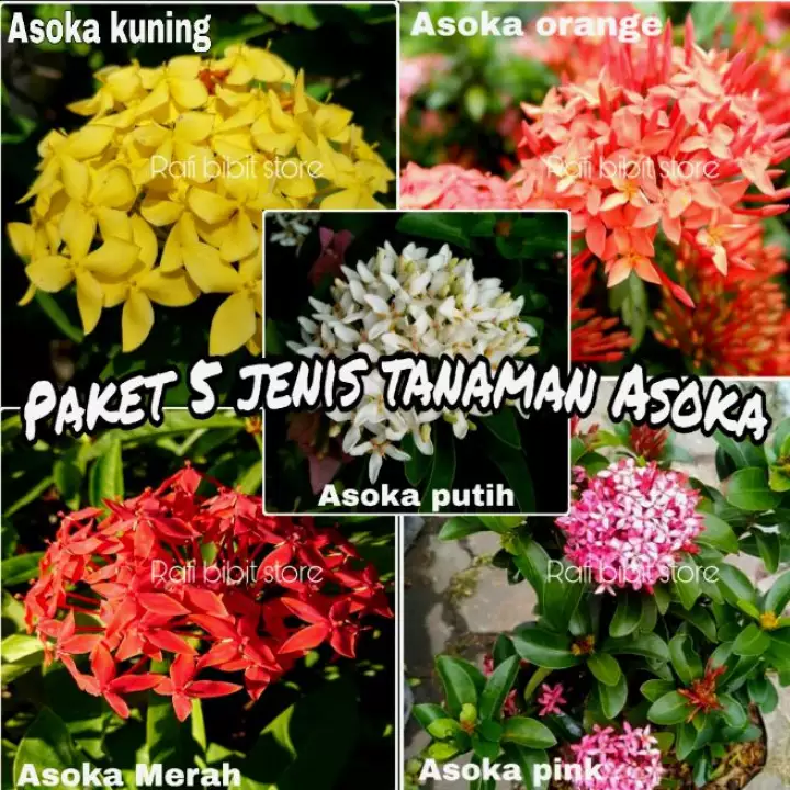 Detail Gambar Tanaman Bunga Asoka Nomer 35