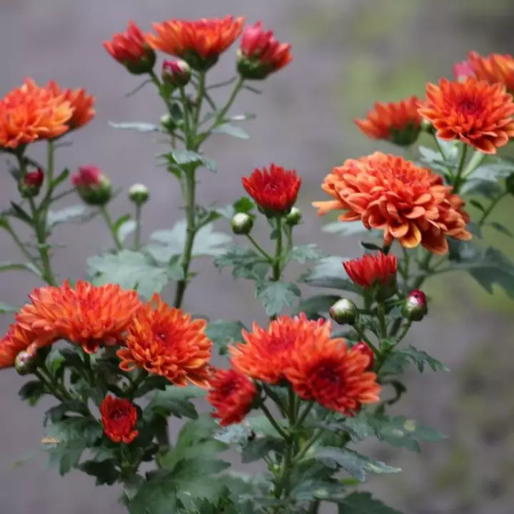 Detail Gambar Tanaman Bunga Aster Nomer 14