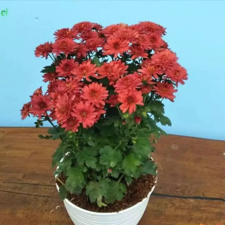 Detail Gambar Tanaman Bunga Aster Nomer 46