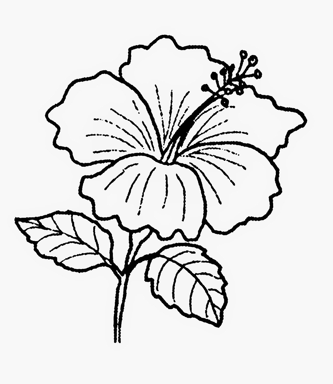 Gambar Tanaman Bunga Hitam Putih - KibrisPDR