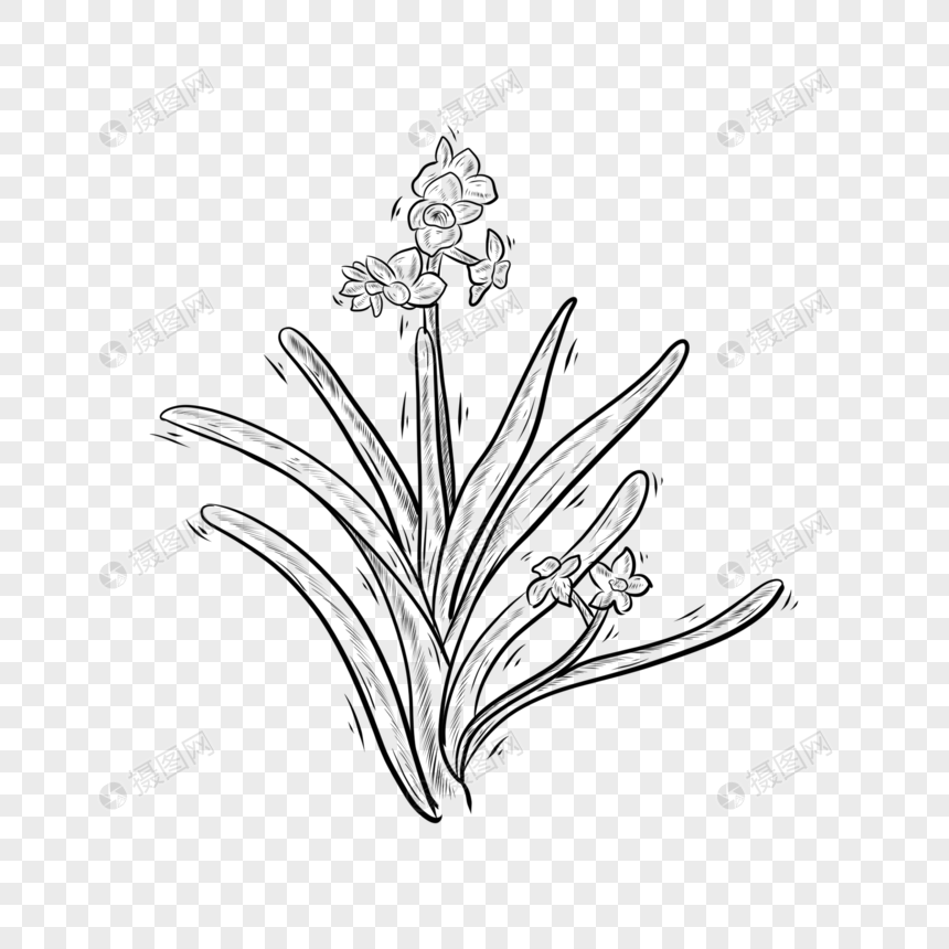 Detail Gambar Tanaman Bunga Hitam Putih Nomer 7
