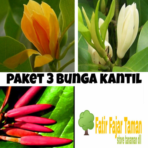 Detail Gambar Tanaman Bunga Kantil Nomer 25