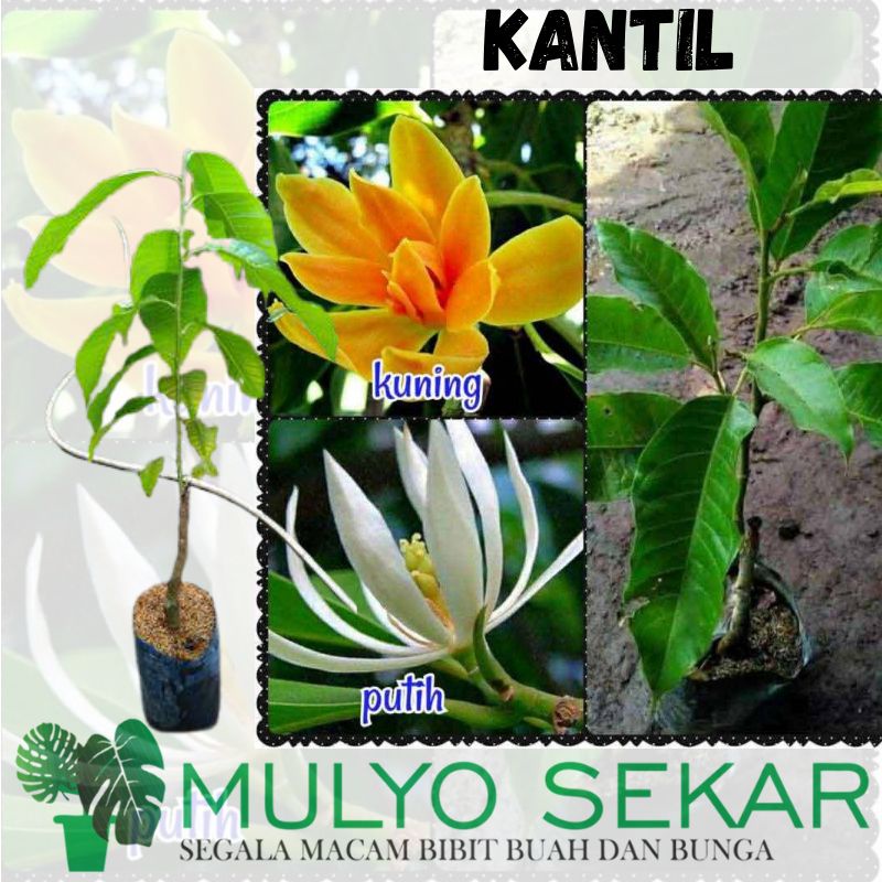 Detail Gambar Tanaman Bunga Kantil Nomer 56