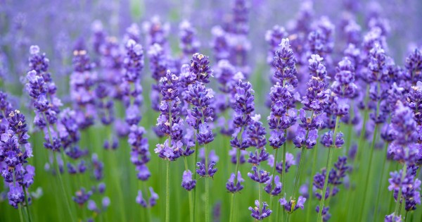Gambar Tanaman Bunga Lavender - KibrisPDR
