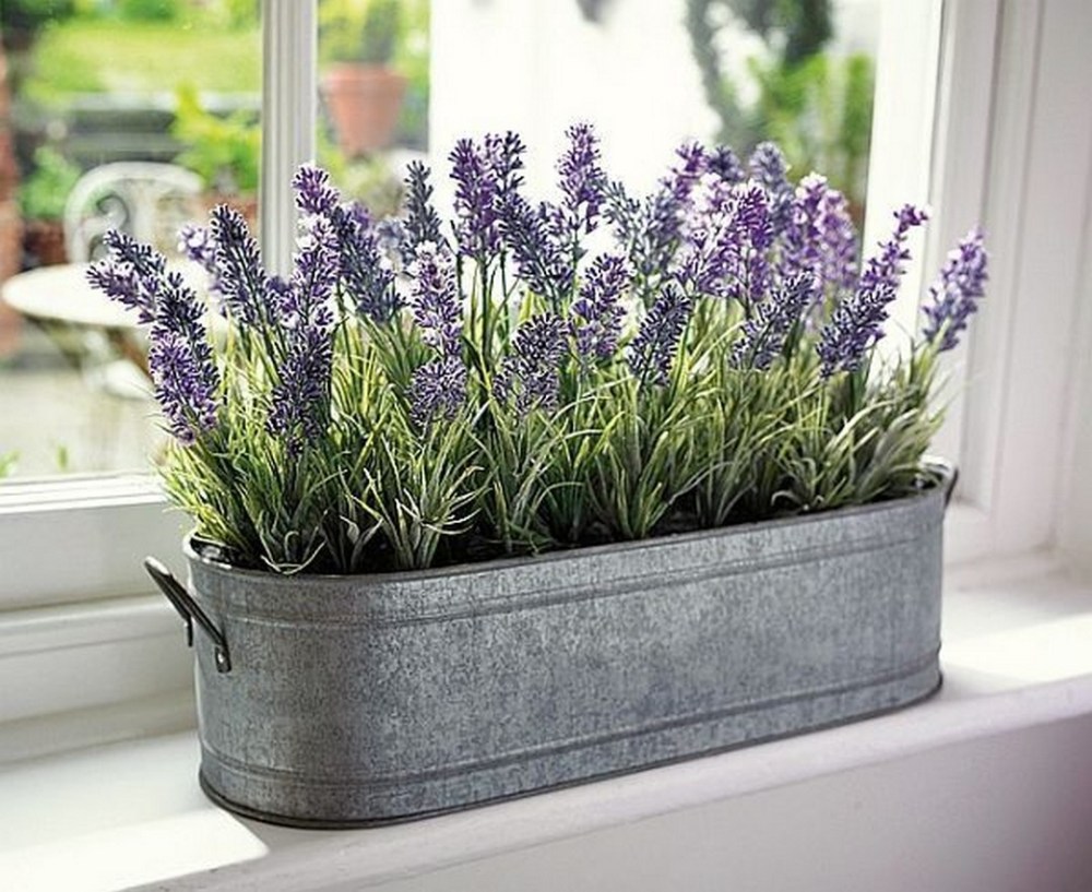 Detail Gambar Tanaman Bunga Lavender Nomer 14