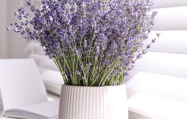 Detail Gambar Tanaman Bunga Lavender Nomer 25