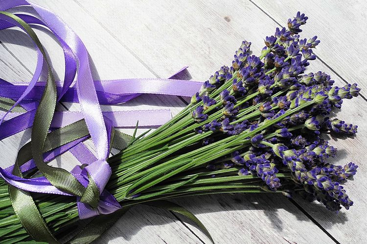Download Gambar Tanaman Bunga Lavender Nomer 26