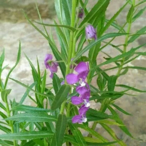 Detail Gambar Tanaman Bunga Lavender Nomer 31