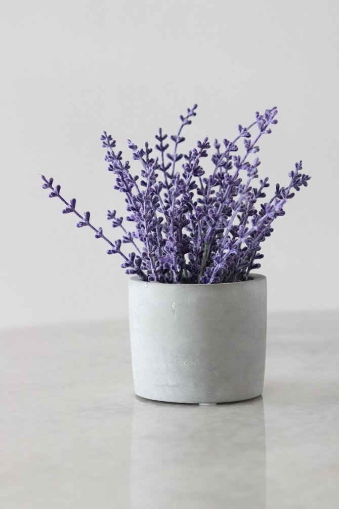 Detail Gambar Tanaman Bunga Lavender Nomer 33