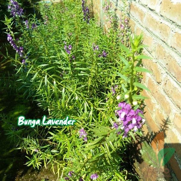 Detail Gambar Tanaman Bunga Lavender Nomer 43