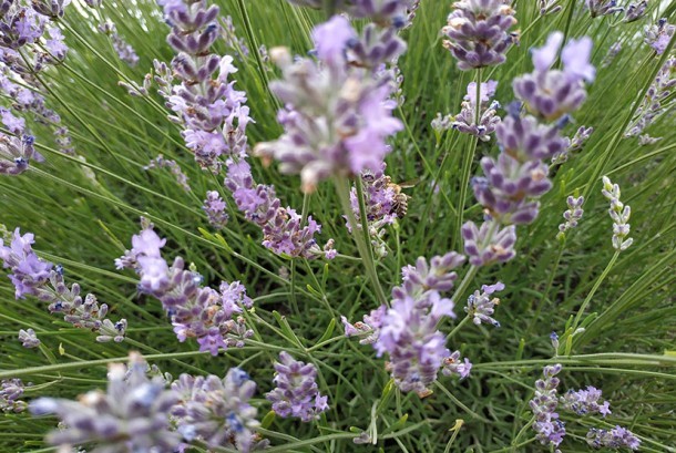 Detail Gambar Tanaman Bunga Lavender Nomer 50