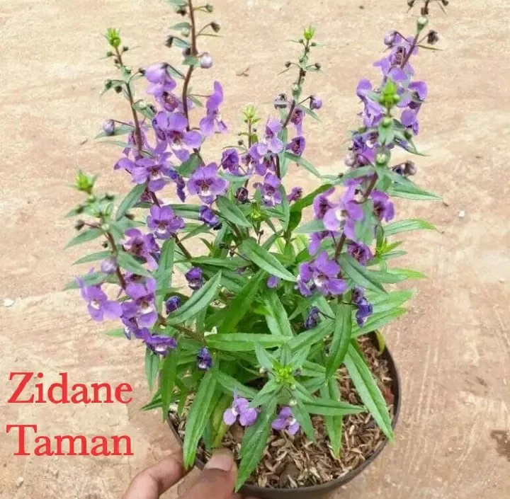 Download Gambar Tanaman Bunga Lavender Nomer 56