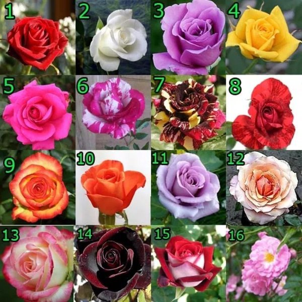 Detail Gambar Tanaman Bunga Mawar Nomer 44