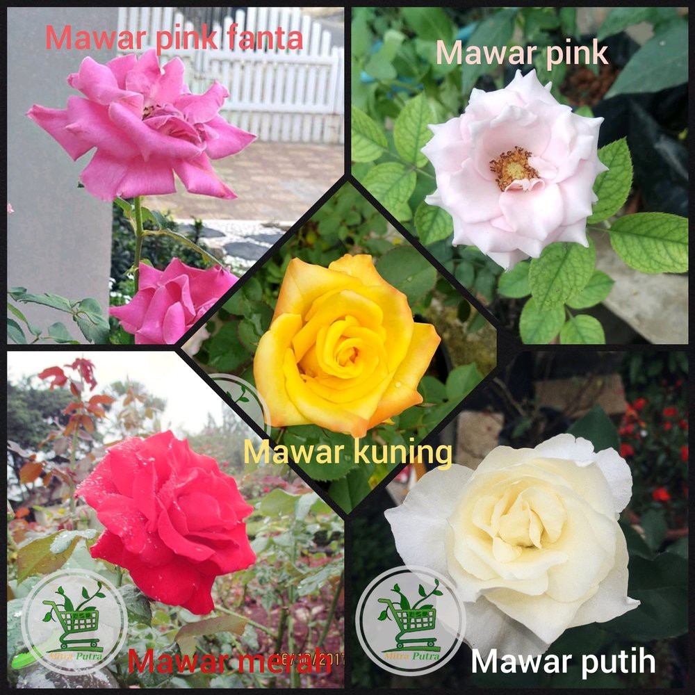 Detail Gambar Tanaman Bunga Mawar Pink Nomer 46