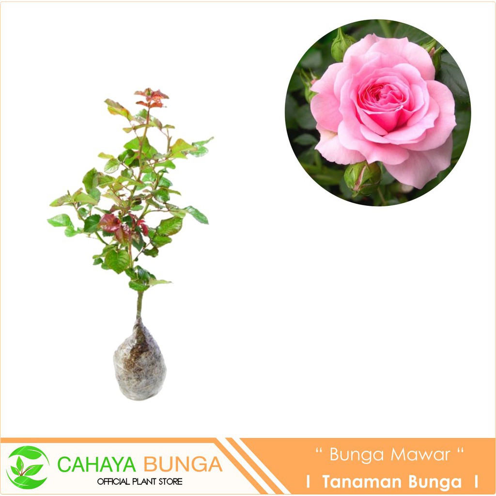 Detail Gambar Tanaman Bunga Mawar Pink Nomer 48