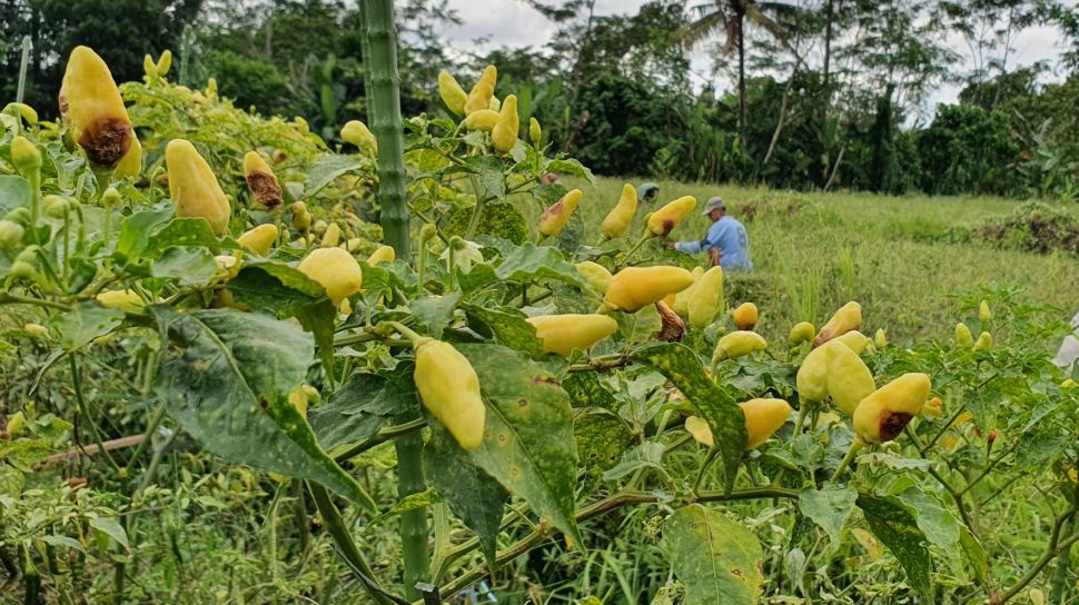 Detail Gambar Tanaman Cabe Hijau Nomer 34