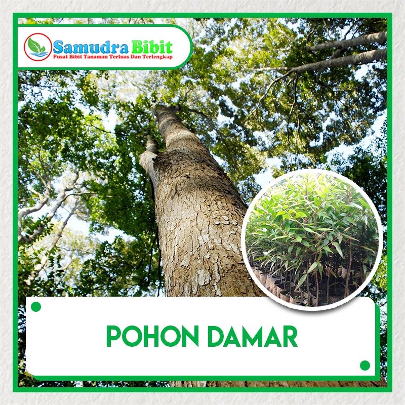 Detail Gambar Tanaman Damar Nomer 27