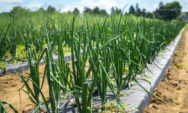 Detail Gambar Tanaman Daun Bawang Nomer 5