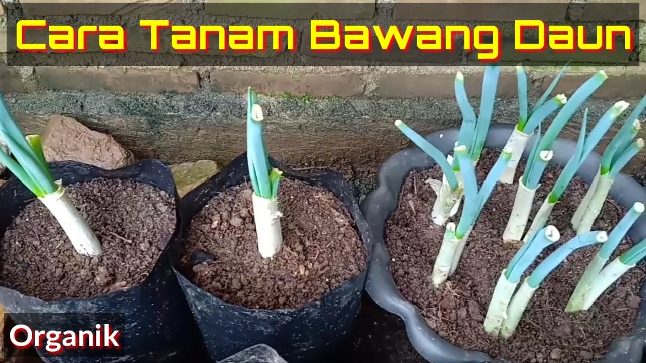 Detail Gambar Tanaman Daun Bawang Nomer 48