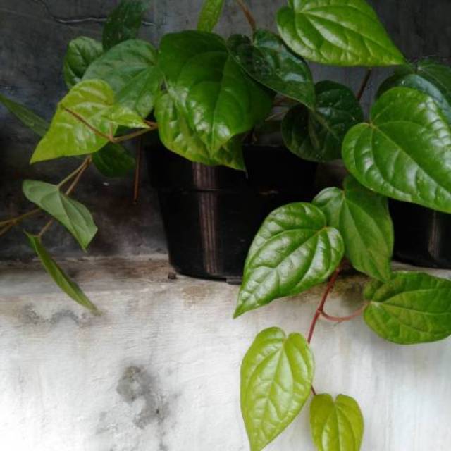 Detail Gambar Tanaman Daun Sirih Nomer 44