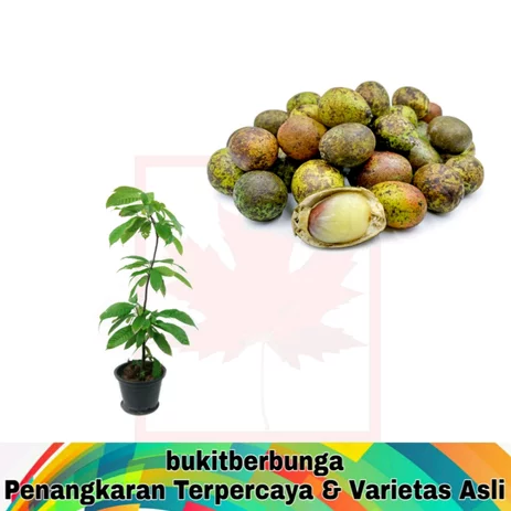 Detail Gambar Tanaman Durian Gambar Tanaman Buah Matua Nomer 13