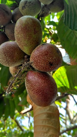 Detail Gambar Tanaman Durian Gambar Tanaman Buah Matua Nomer 23