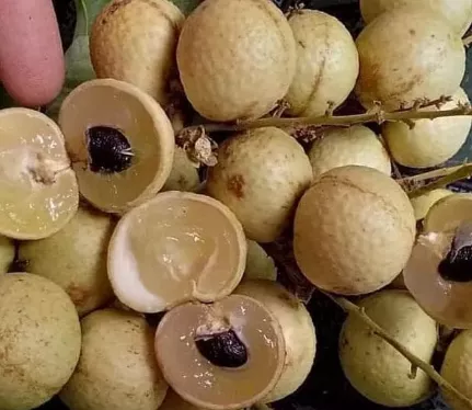 Download Gambar Tanaman Durian Gambar Tanaman Buah Matua Nomer 33