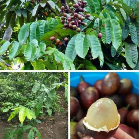 Detail Gambar Tanaman Durian Gambar Tanaman Buah Matua Nomer 5