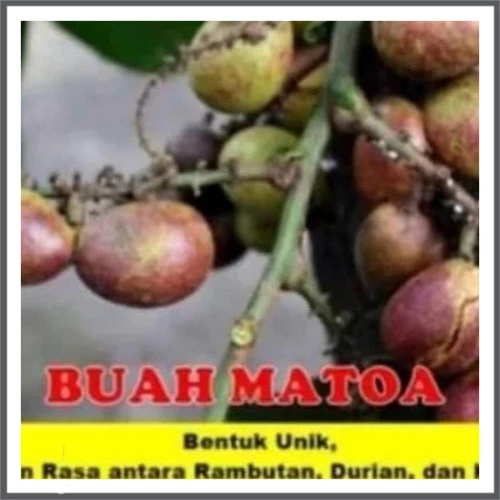 Detail Gambar Tanaman Durian Gambar Tanaman Buah Matua Nomer 51