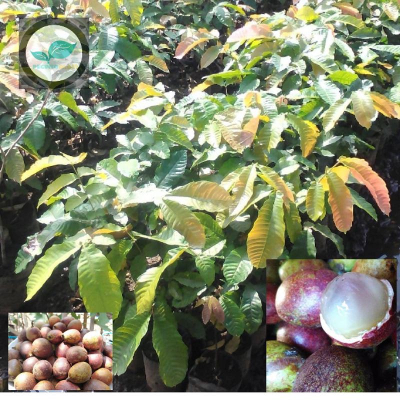 Detail Gambar Tanaman Durian Gambar Tanaman Buah Matua Nomer 52