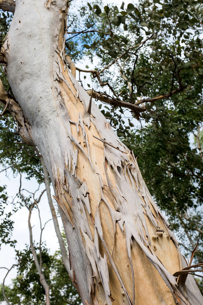 Detail Gambar Tanaman Eucalyptus Nomer 27