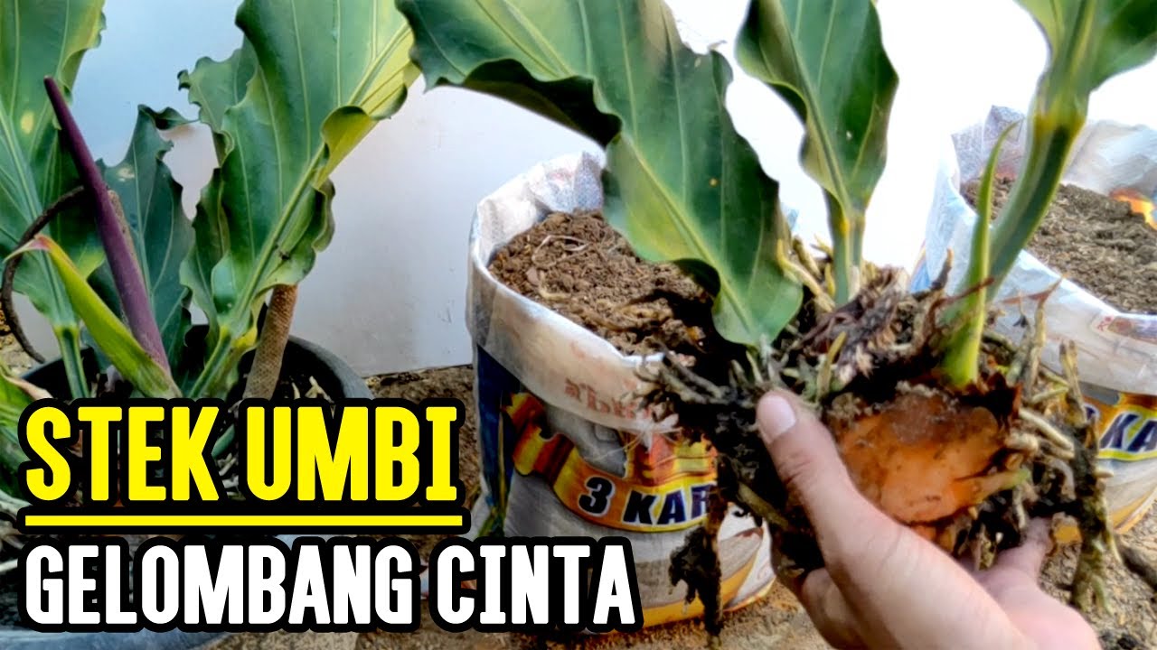 Detail Gambar Tanaman Gelombang Cinta Nomer 27