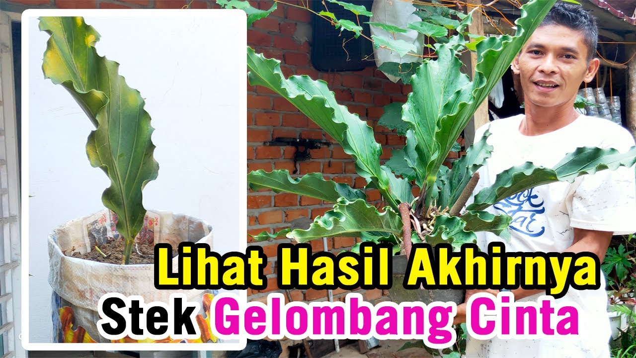 Detail Gambar Tanaman Gelombang Cinta Nomer 51